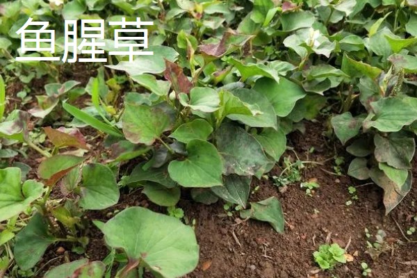 农村致富新种植项目，可种植金线莲、香榧等