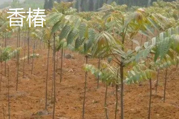 农村致富新种植项目，可种植金线莲、香榧等
