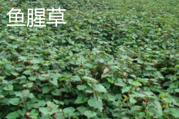 农村致富新种植项目，可种植金线莲、香榧等