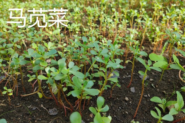 农村致富新种植项目，可种植金线莲、香榧等
