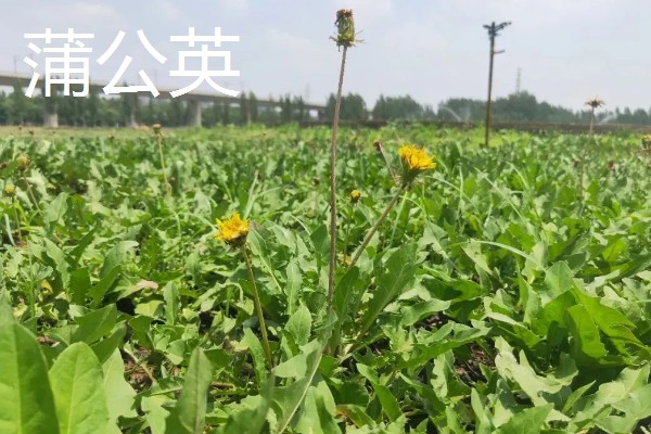 农村致富新种植项目，可种植金线莲、香榧等