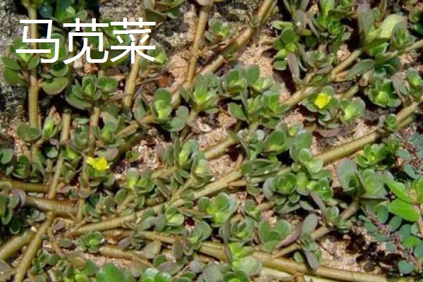 农村致富新种植项目，可种植金线莲、香榧等