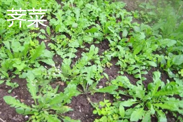 农村致富新种植项目，可种植金线莲、香榧等
