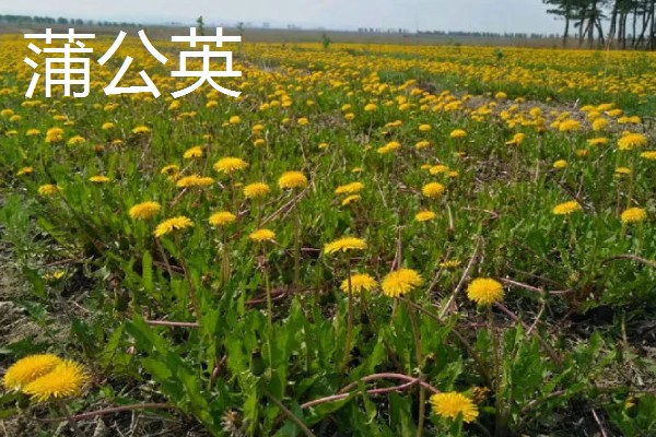 农村致富新种植项目，可种植金线莲、香榧等