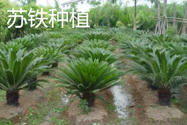 农村致富新种植项目，可种植金线莲、香榧等