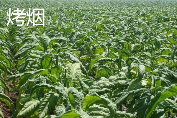农村致富新种植项目，可种植金线莲、香榧等