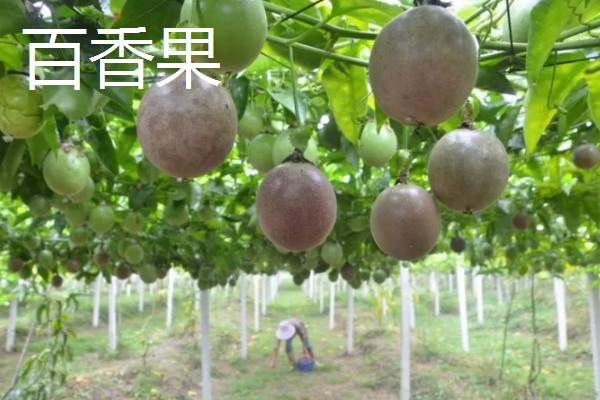 农村致富新种植项目，可种植金线莲、香榧等