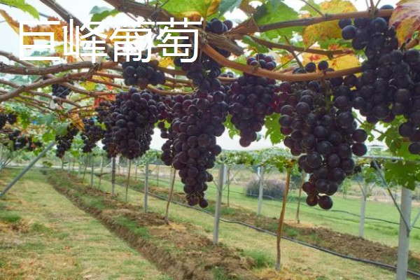 农村致富新种植项目，可种植金线莲、香榧等