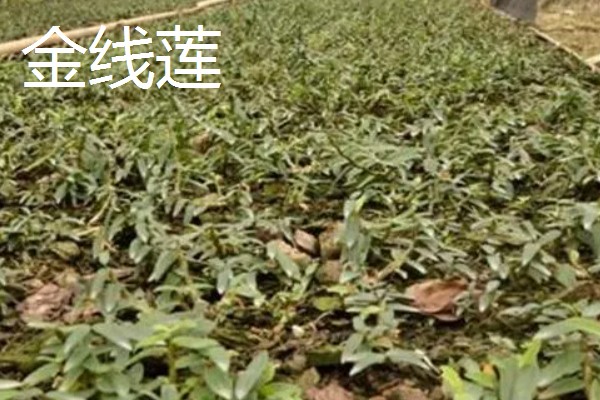 农村致富新种植项目，可种植金线莲、香榧等