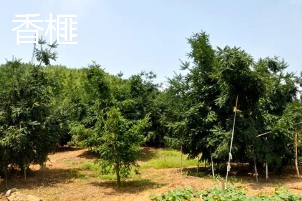 农村致富新种植项目，可种植金线莲、香榧等