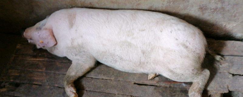 猪口蹄疫一般持续多久，良性的7天便可自愈