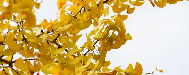 银杏树的叶子形状，呈扇形