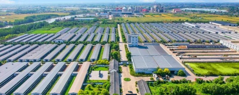 怎么发展壮大乡村产业，需加快发展农村特色产业