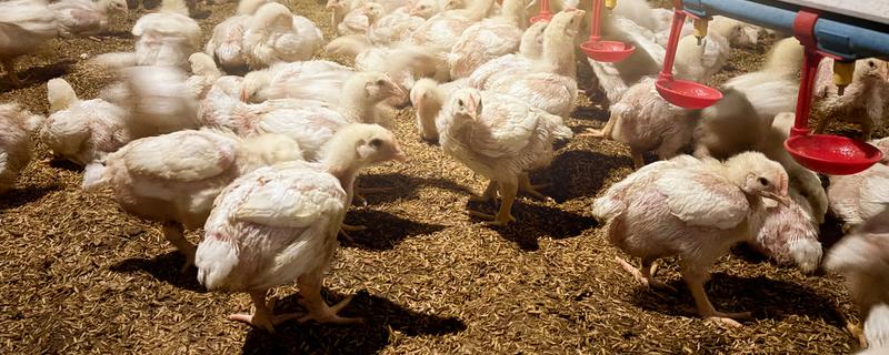 小鸡养殖中容易出现哪种疾病，常见的有白痢、球虫病等