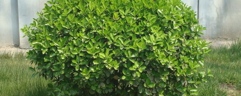 冬青能不能放卧室，室内无法满足光照需求