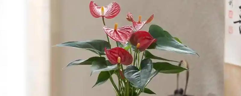 红掌叶子下垂如何补救，立刻将其取出为土壤松土