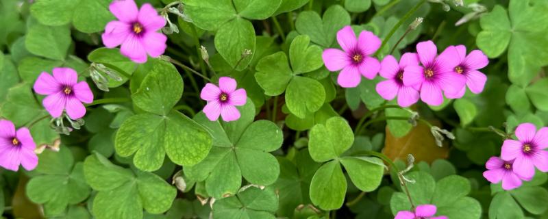 三叶草的花语，寓意着希望、幸福、健康