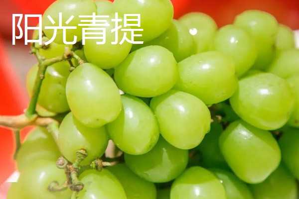 阳光青提和玫瑰青提的差异，口感和生长周期均不同