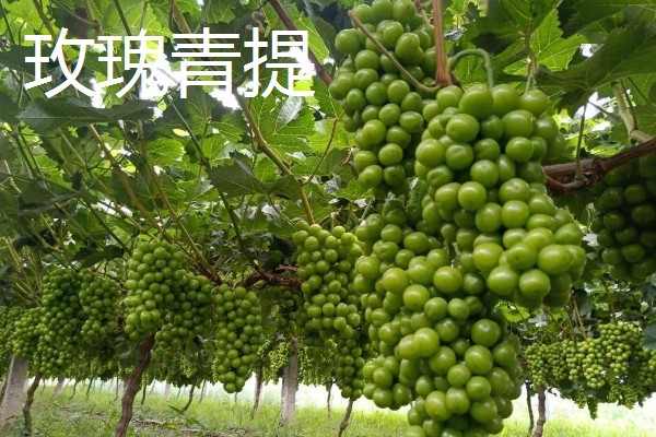 阳光青提和玫瑰青提的差异，口感和生长周期均不同