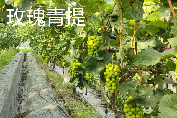 阳光青提和玫瑰青提的差异，口感和生长周期均不同