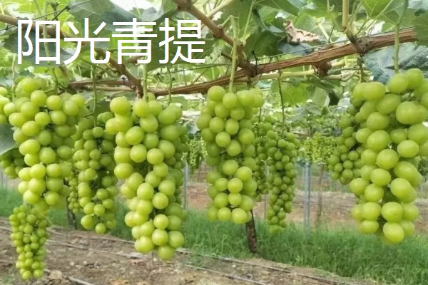 阳光青提和玫瑰青提的差异，口感和生长周期均不同