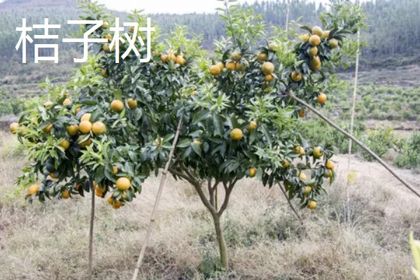 院子里适合种哪种果树，推荐桔子树、葡萄树等