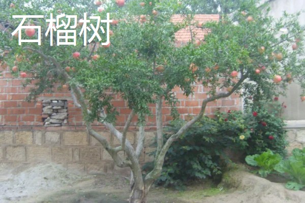 院子里适合种哪种果树，推荐桔子树、葡萄树等