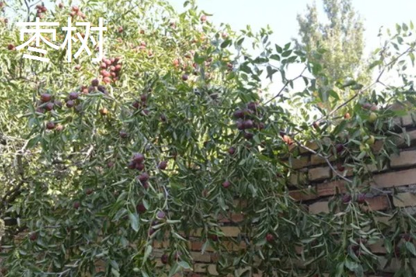 院子里适合种哪种果树，推荐桔子树、葡萄树等