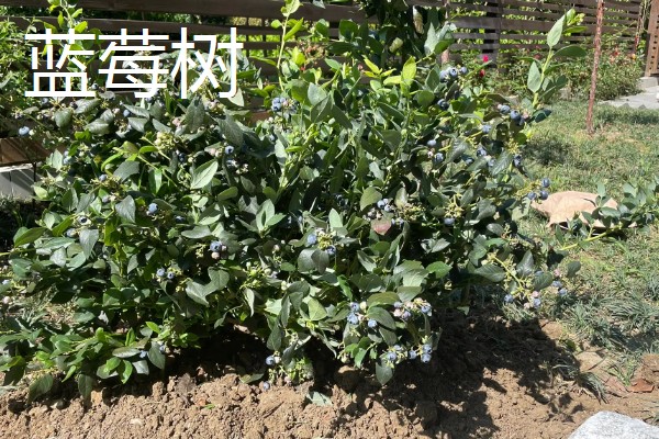 院子里适合种哪种果树，推荐桔子树、葡萄树等