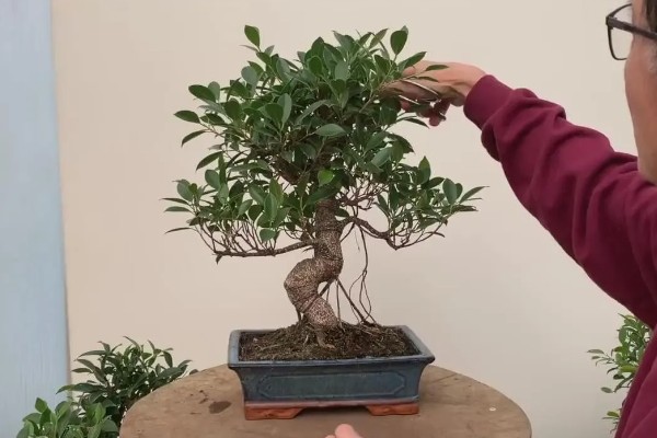 榕树盆景素材，来源于野桩、插枝和实生苗