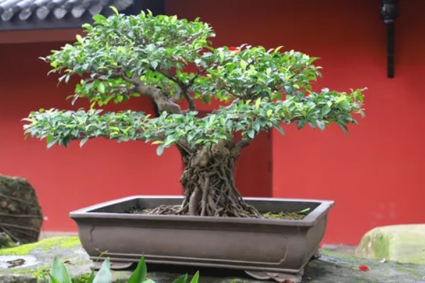 榕树盆景素材，来源于野桩、插枝和实生苗