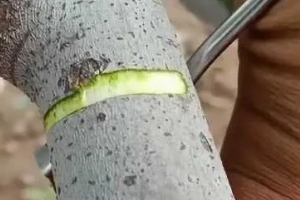 院子里适合种哪种果树，推荐桔子树、葡萄树等