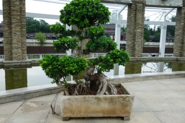 榕树盆景素材，来源于野桩、插枝和实生苗