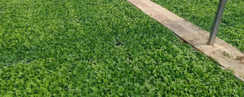 烟叶大棚育苗的注意事项，一定要注重土地质量