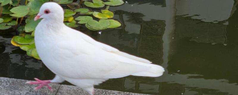 关死棚的鸽子开家会认识家吗，只要注意方法可以认识家