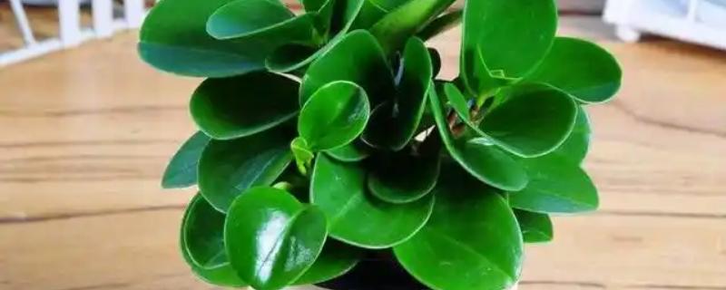 碧玉花的作用，可供观赏也可净化空气