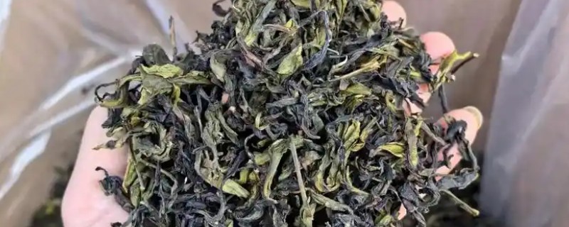 八仙茶是什么茶，属于乌龙茶