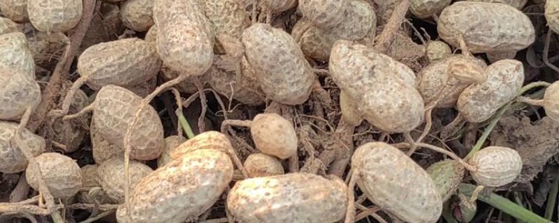 花生如何种植，播种前做好催芽处理