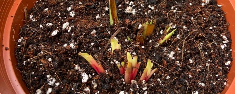 鸢尾花种子在几月份播种，春季和秋季均可播种