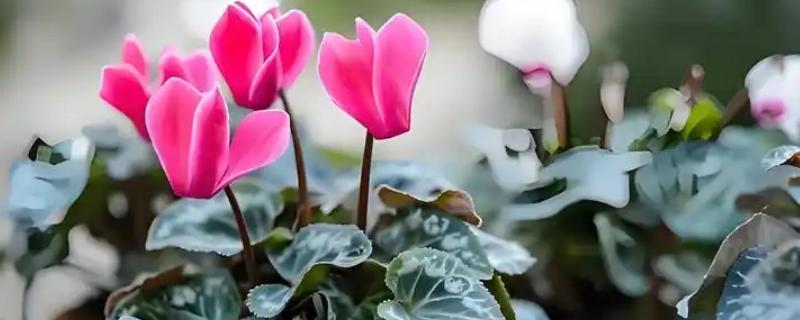 仙鹤来夏季会不会休眠，气温持续高于35℃且日照强烈时进入休眠状态