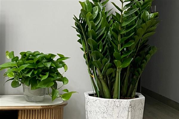 金钱树的家养方式，根据土壤的实际干湿情况来浇水