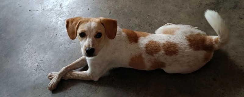 宠物狂犬病的诊断要点，会表现出病犬行为异常、不听呼唤等