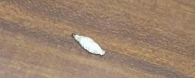床上为什么有衣蛾幼虫，可能是外出不小心把虫卵带回到床上