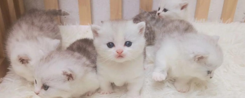 冬天预防猫咪感冒的措施，做好保暖工作是重点