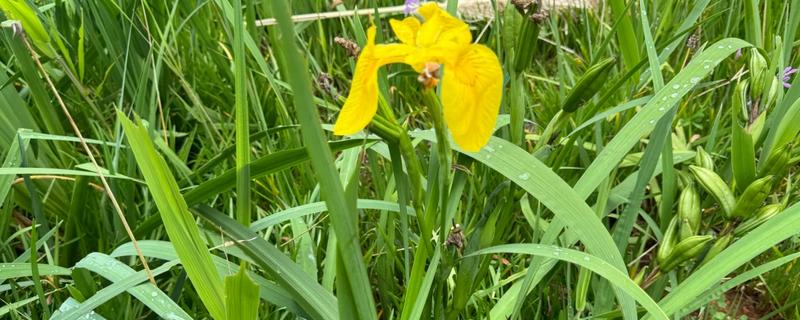 黄菖蒲怎么繁殖，可分株也可播种繁殖