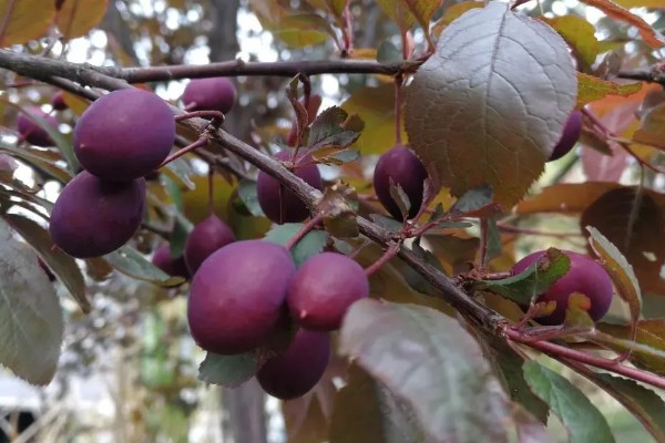 紫叶李如何繁殖，可以通过嫁接的方法进行