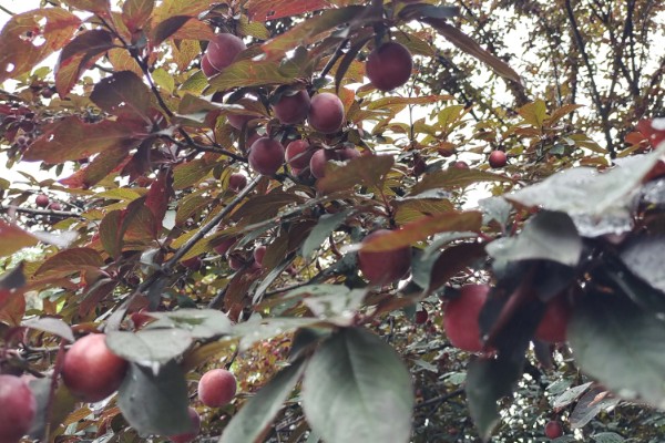 紫叶李如何繁殖，可以通过嫁接的方法进行