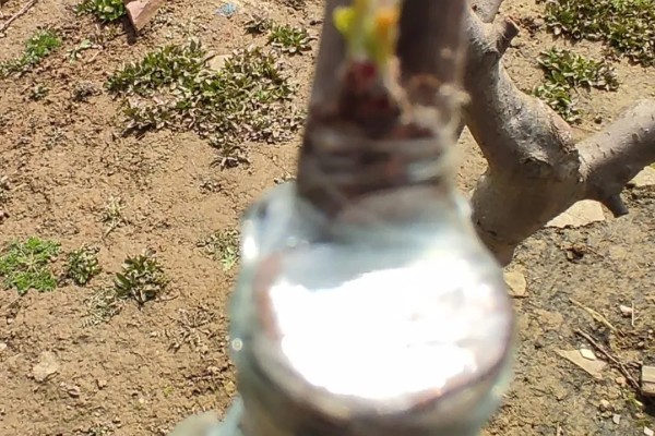 紫叶李如何繁殖，可以通过嫁接的方法进行