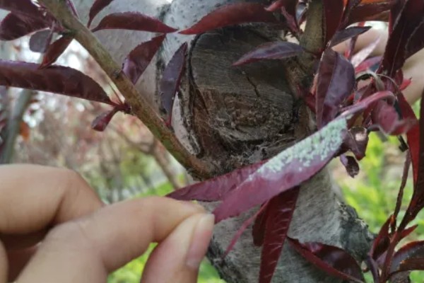 紫叶李如何繁殖，可以通过嫁接的方法进行