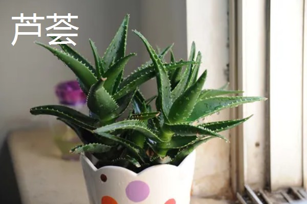有哪些除甲醛的植物，常见的有芦荟、橡皮树等